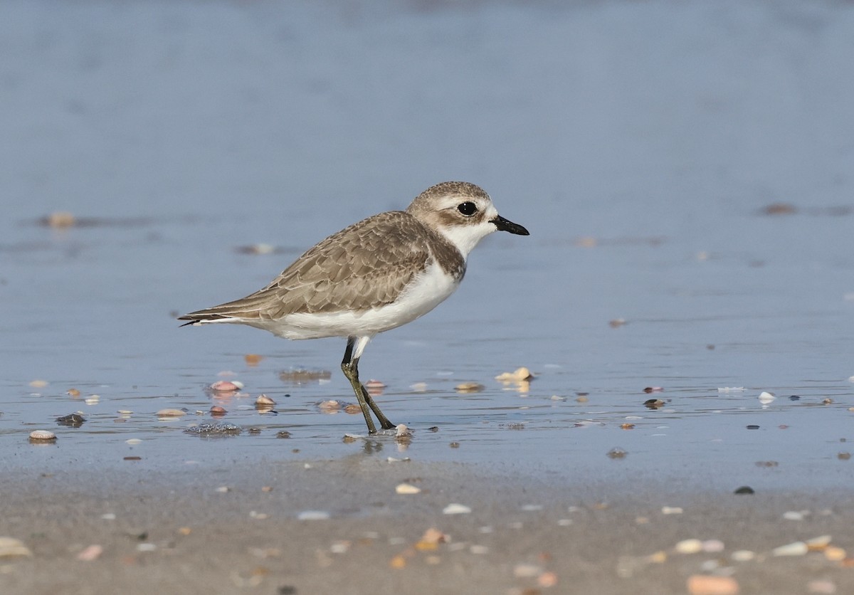 Tibetan Sand-Plover - ML646307864