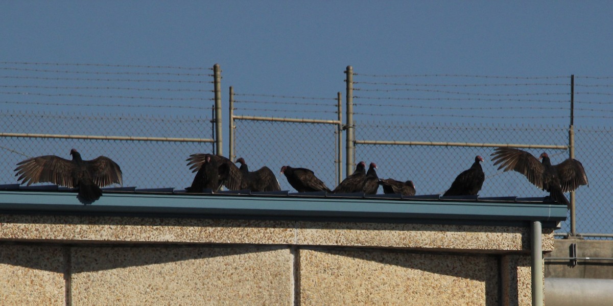 Turkey Vulture - ML646307865
