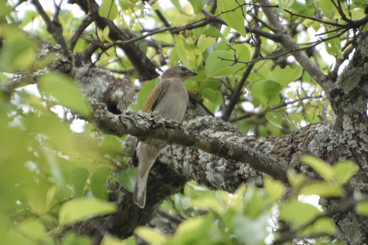 Lesser Honeyguide - ML646307866