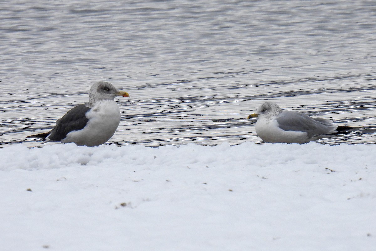 Lesser Black-backed Gull - ML646307867