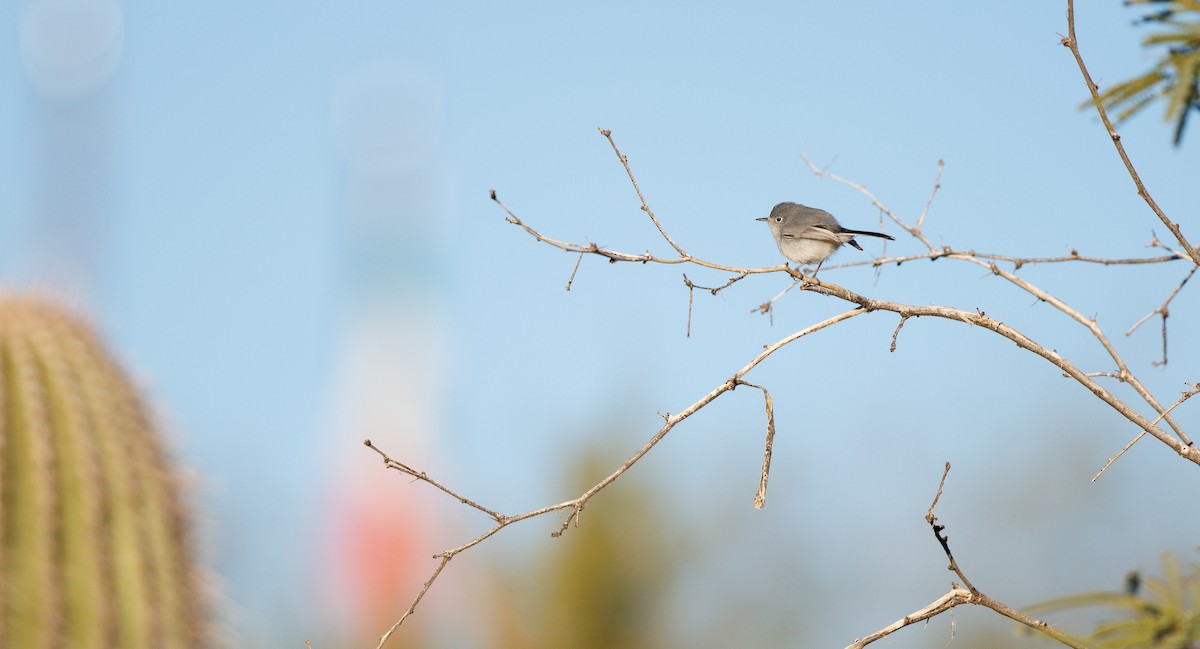 Blue-gray Gnatcatcher (Western) - ML646307868