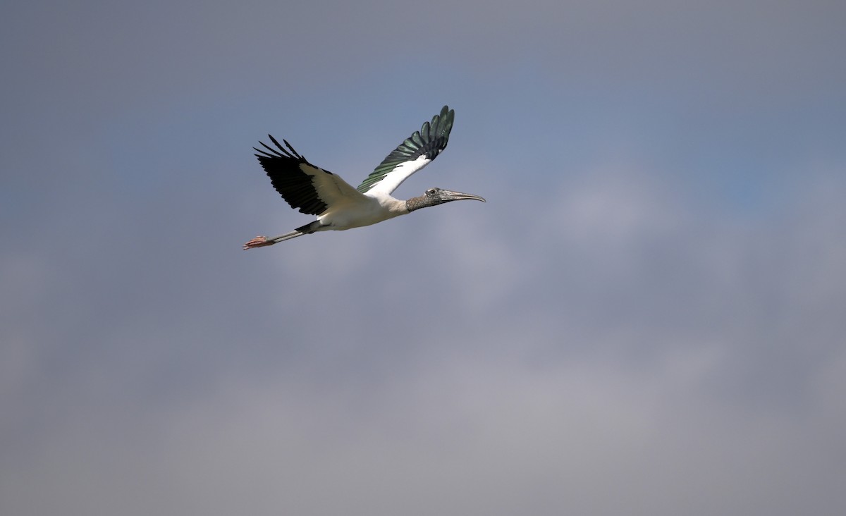 Wood Stork - ML646307869