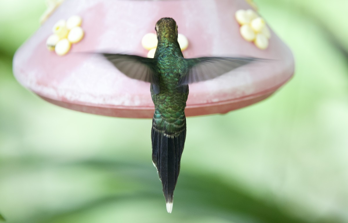 White-whiskered Hermit - ML646307871