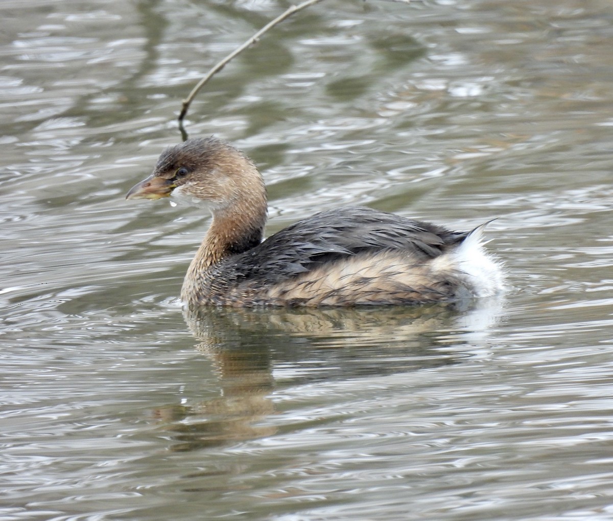 Pied-billed Grebe - ML646307874