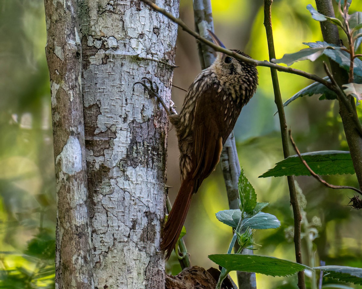 Lesser Woodcreeper - ML646307875