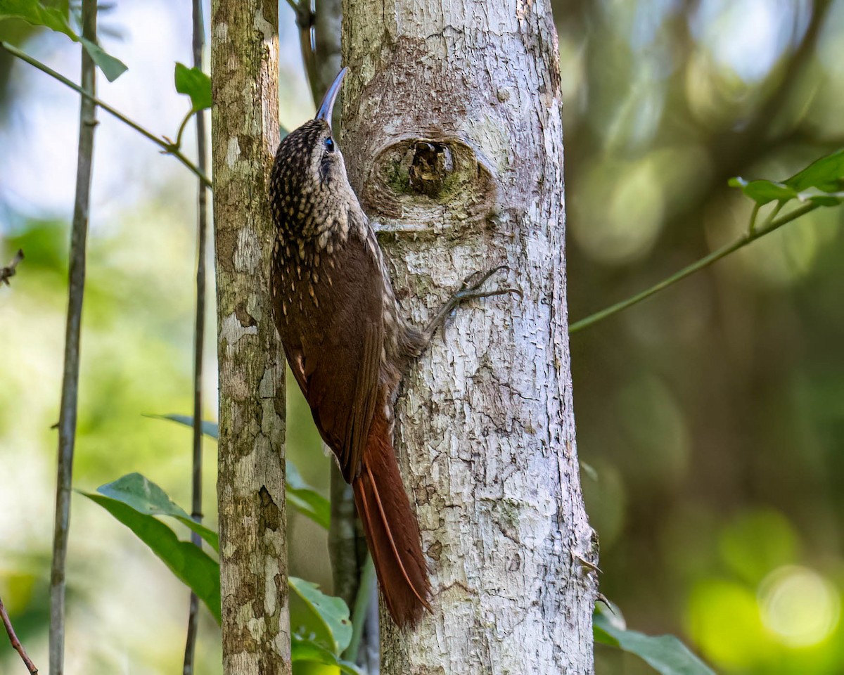 Lesser Woodcreeper - ML646307876