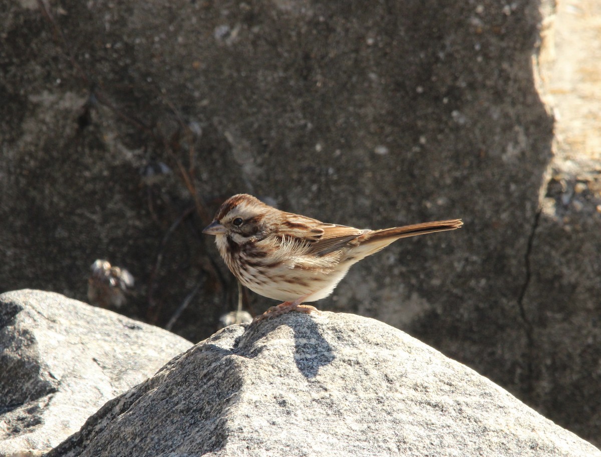 Song Sparrow - ML646307877
