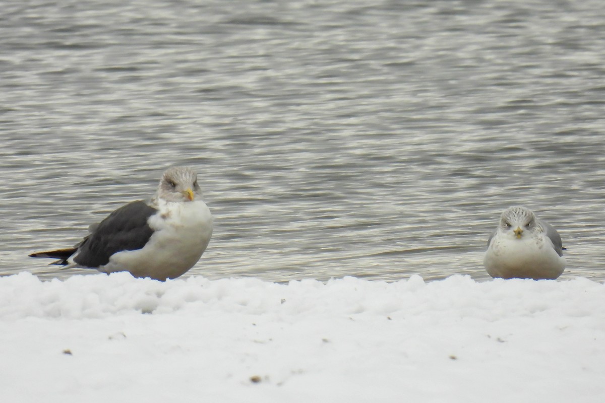 Lesser Black-backed Gull - ML646307878