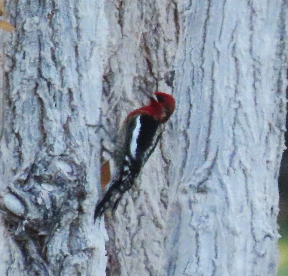 Red-breasted Sapsucker - ML646307880