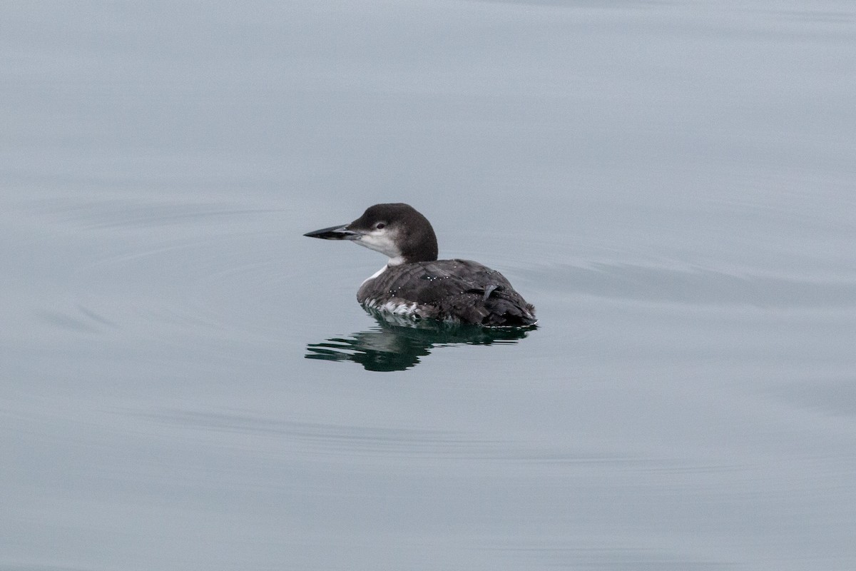 Common Loon - ML646307882