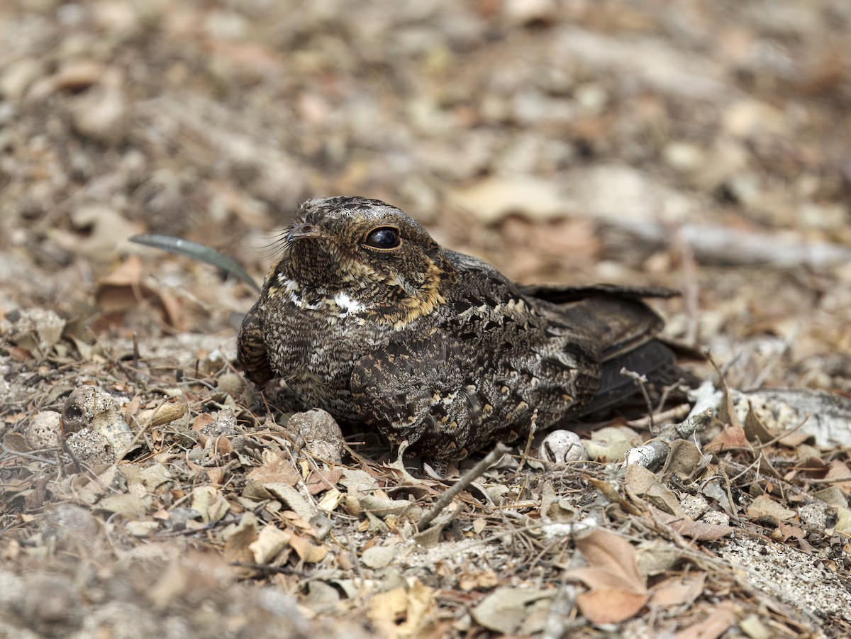 Madagascar Nightjar - ML646307883