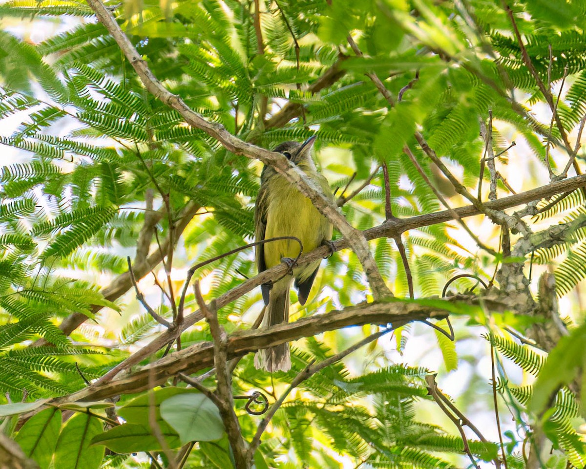 Yellow-olive Flatbill - ML646307885