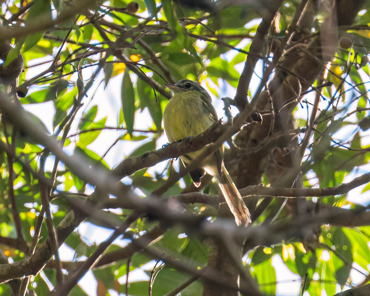 Yellow-olive Flatbill - ML646307886