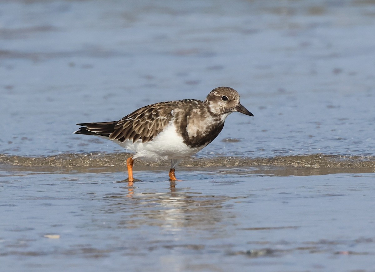Ruddy Turnstone - ML646307888