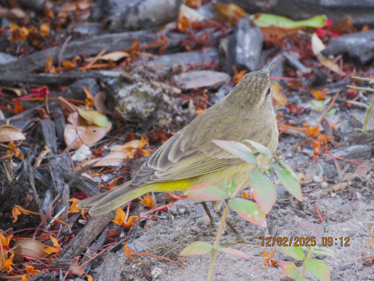 Palm Warbler - ML646307889