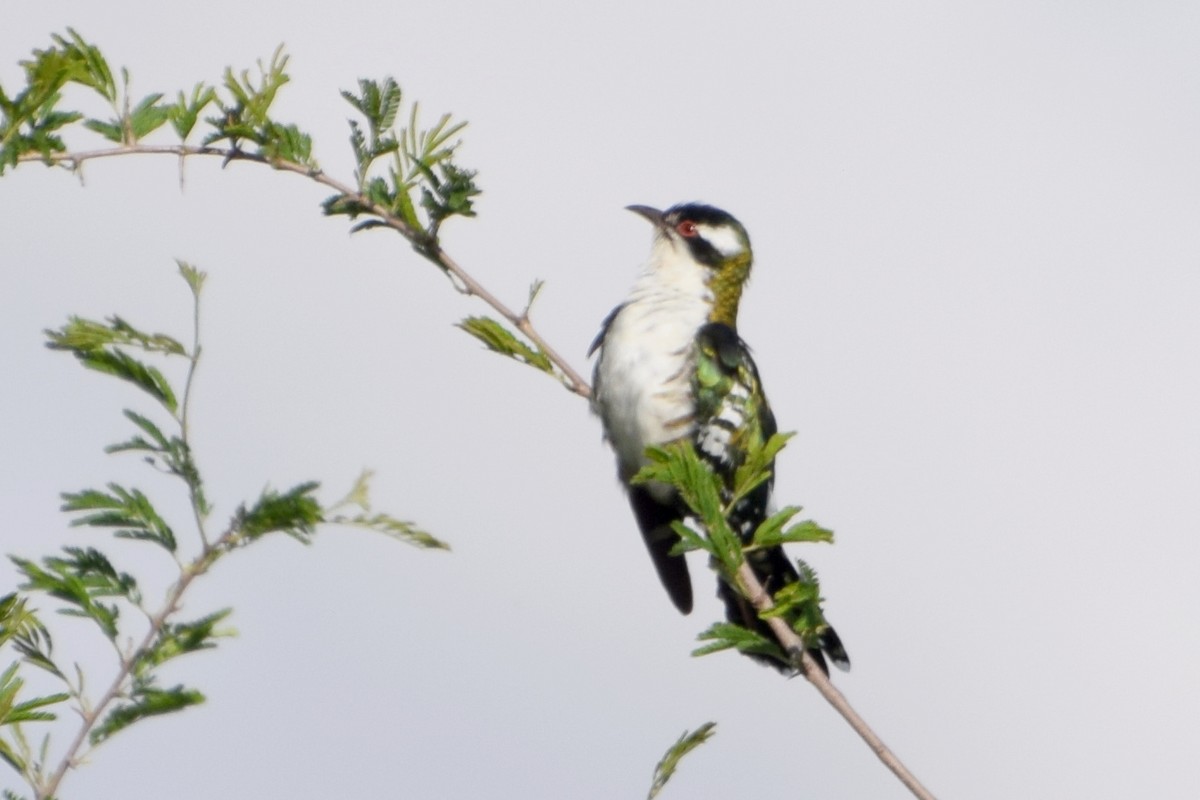 Dideric Cuckoo - ML646307896