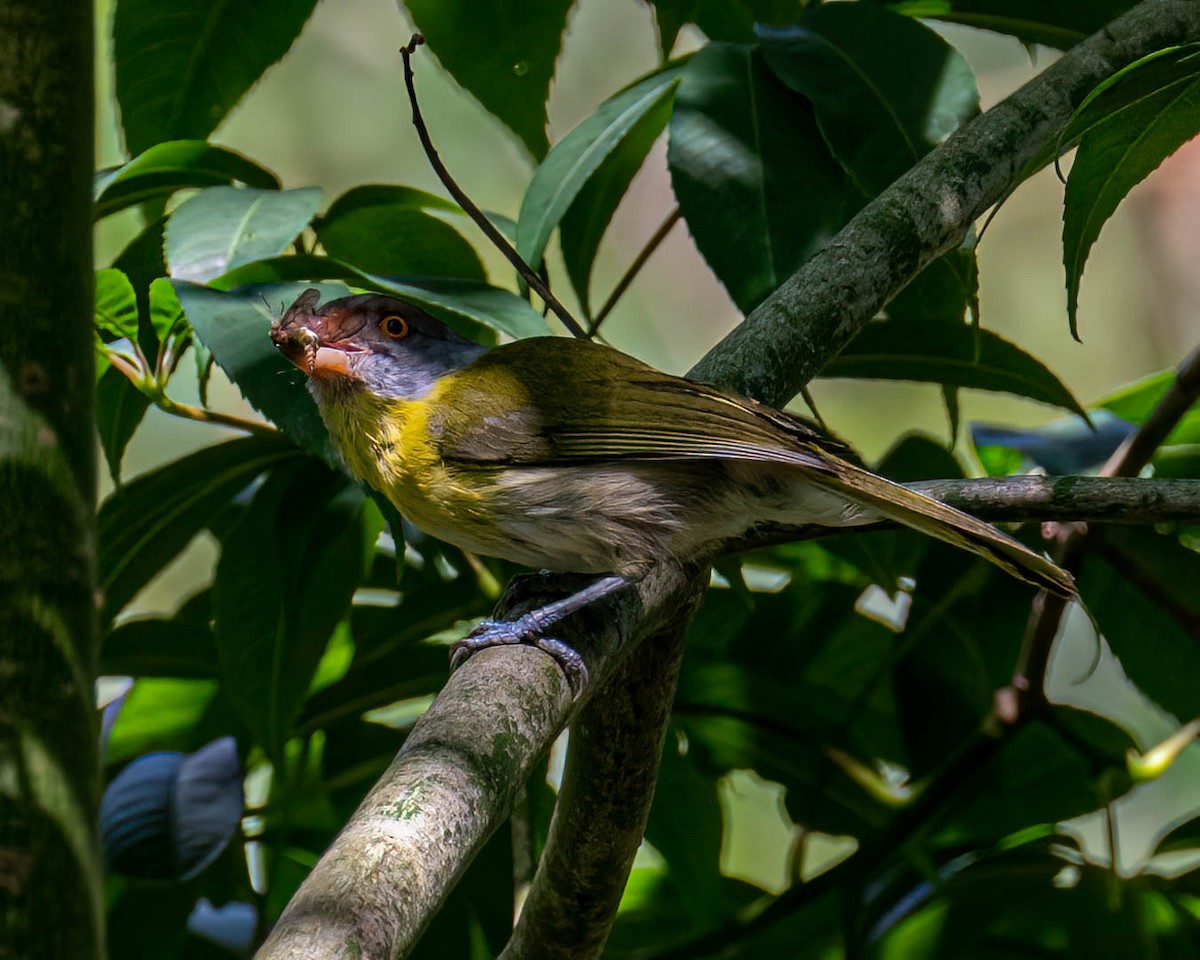 Rufous-browed Peppershrike - ML646307905