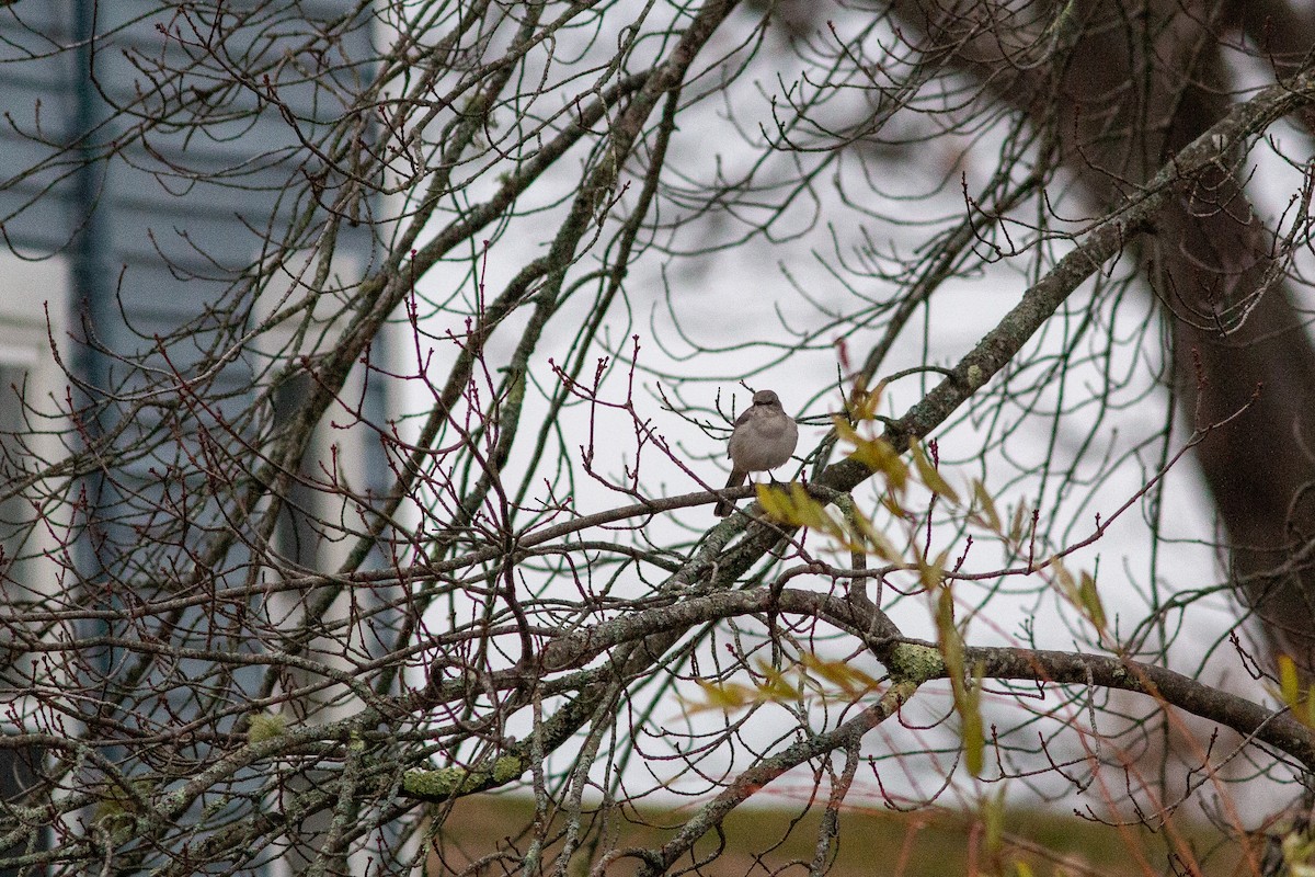 Northern Mockingbird - ML646307906