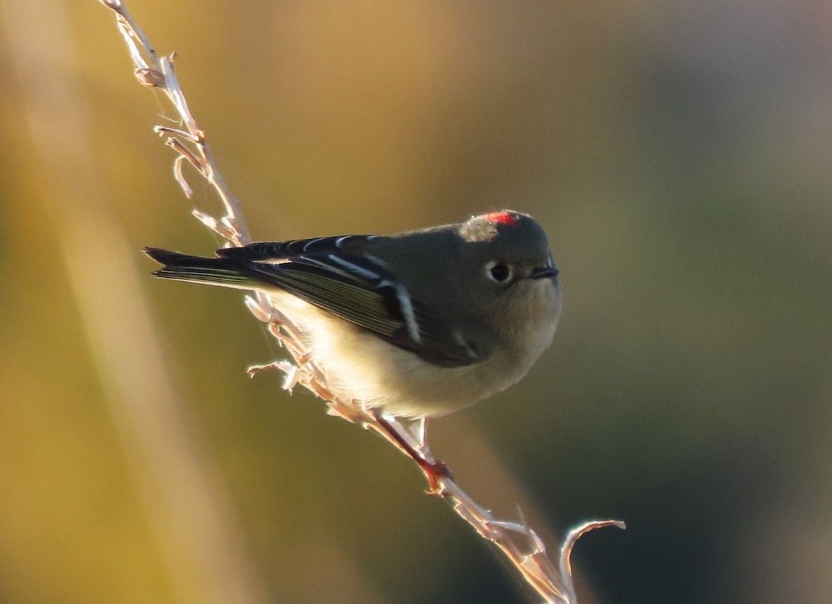 Ruby-crowned Kinglet - ML646307908