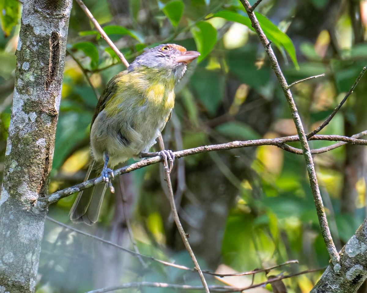 Rufous-browed Peppershrike - ML646307910
