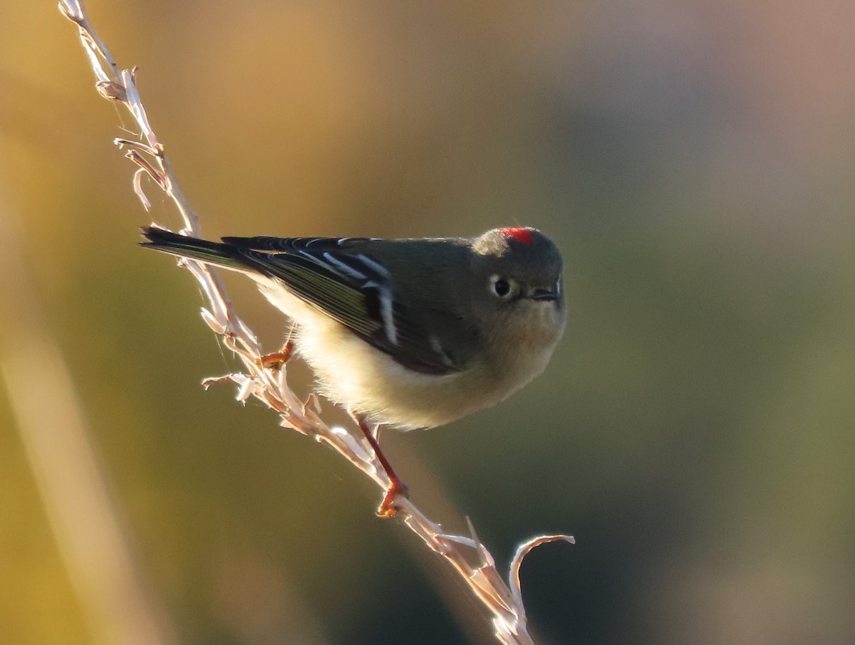 Ruby-crowned Kinglet - ML646307911