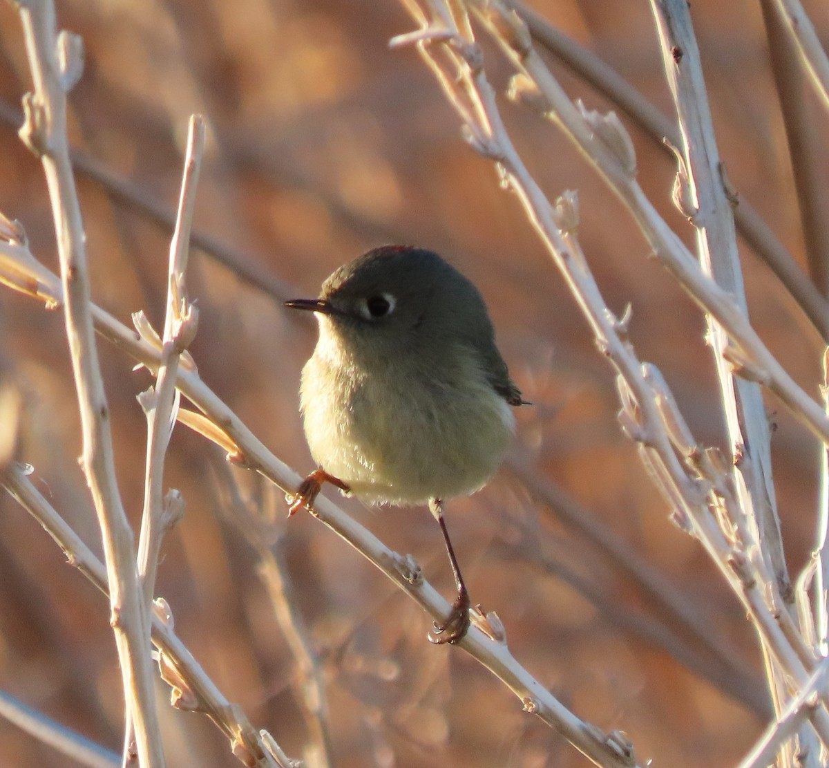 Ruby-crowned Kinglet - ML646307912
