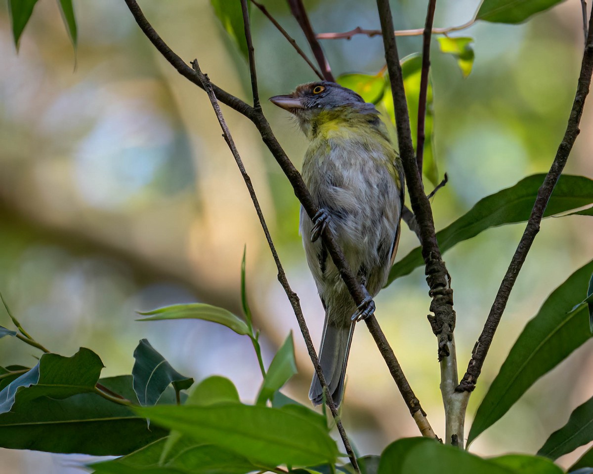 Rufous-browed Peppershrike - ML646307918