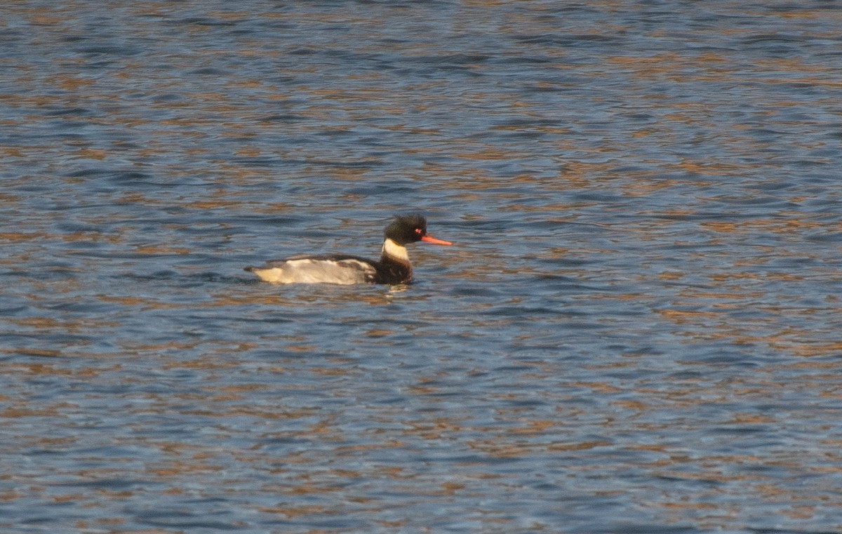 Red-breasted Merganser - ML646307919