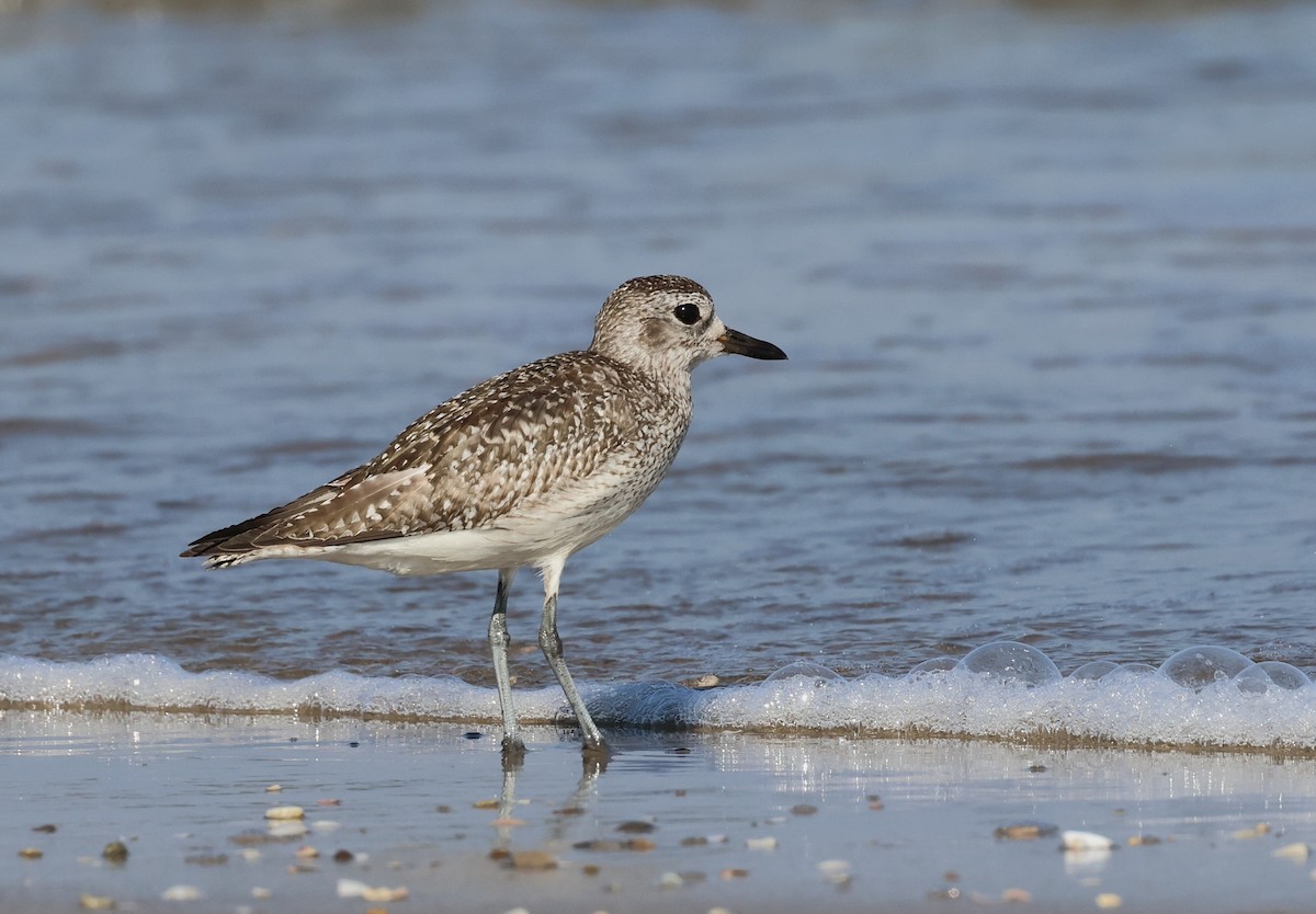 Chorlito Gris - ML646307931