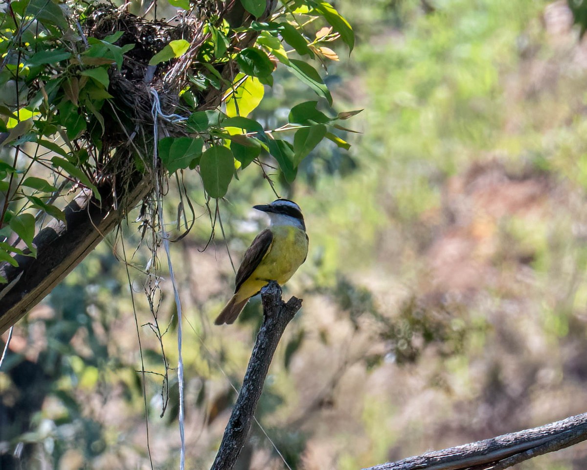 Great Kiskadee - ML646307933
