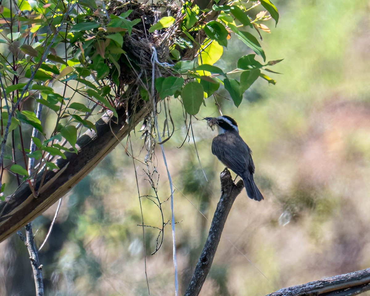 Great Kiskadee - ML646307934