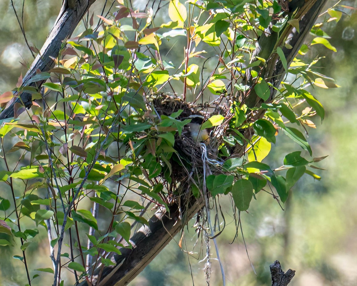 Great Kiskadee - ML646307935