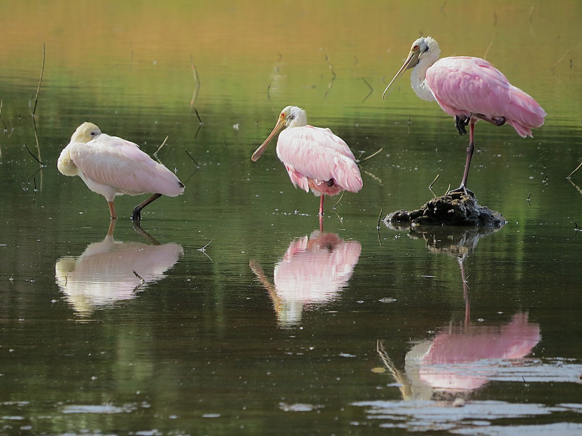 Roseate Spoonbill - ML646307940