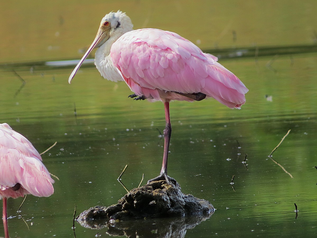 Roseate Spoonbill - ML646307941