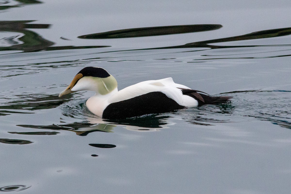 Eider arrunta (dresseri) - ML646307945