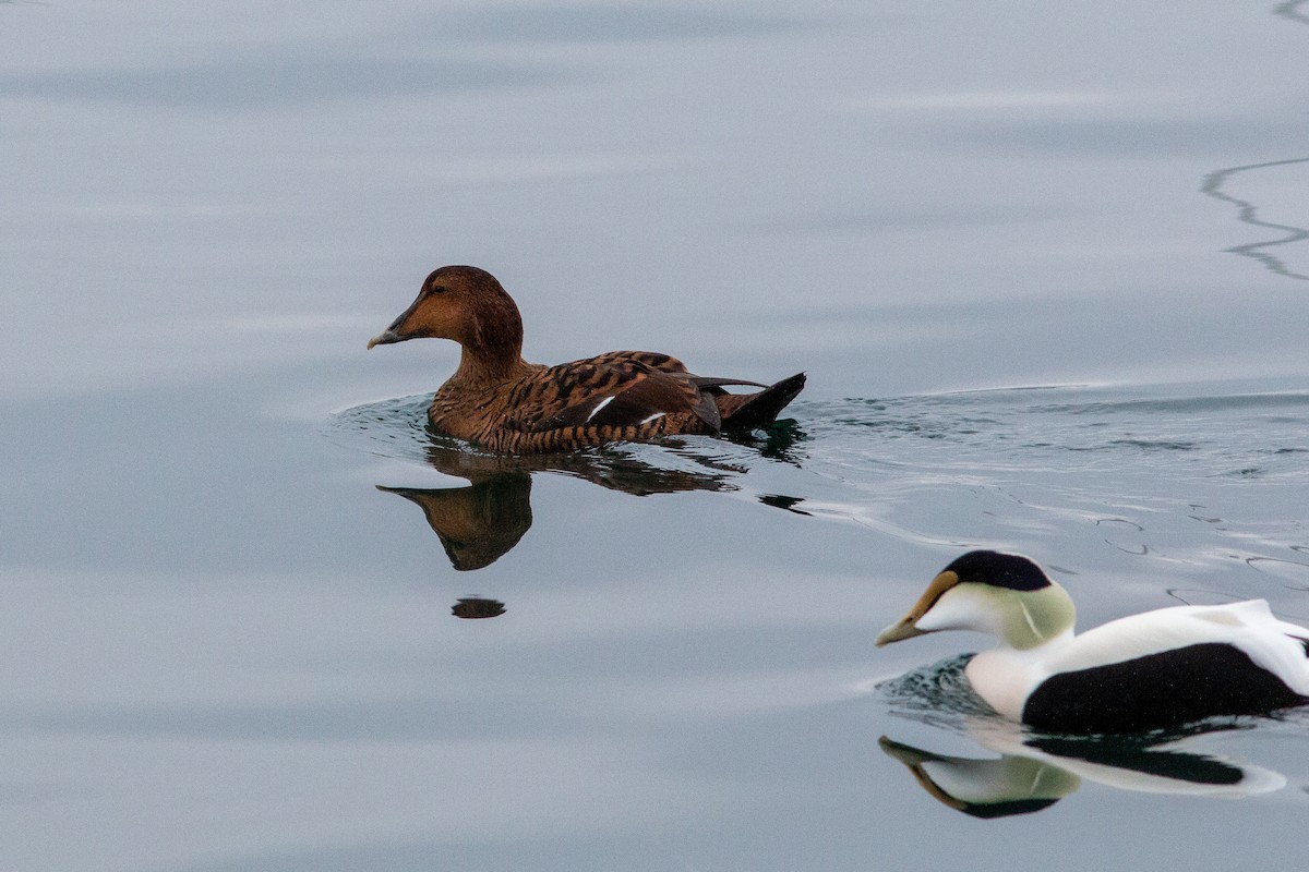 Eider arrunta (dresseri) - ML646307947