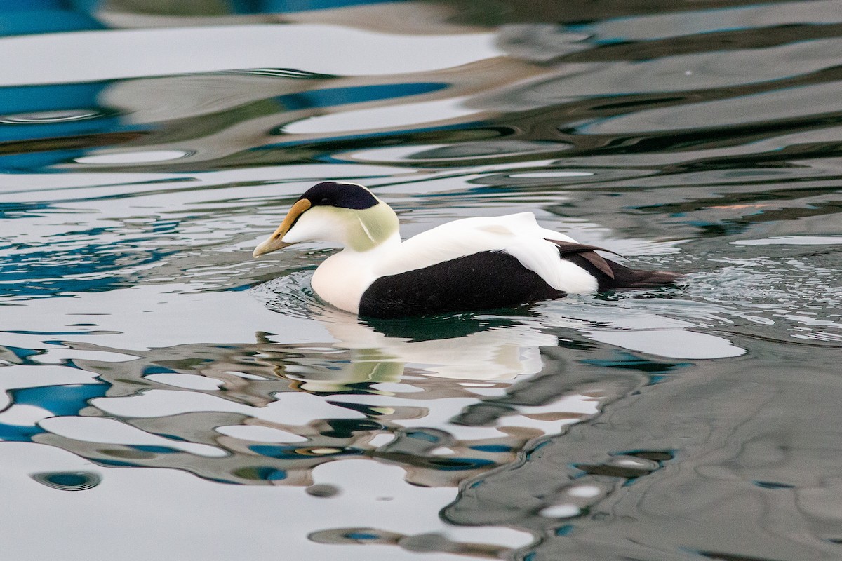 Eider arrunta (dresseri) - ML646307948