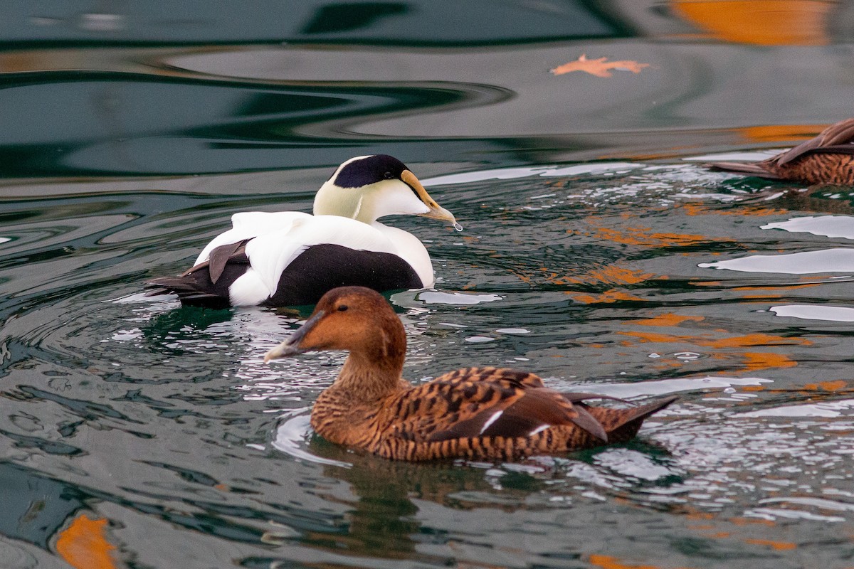 Eider arrunta (dresseri) - ML646307949