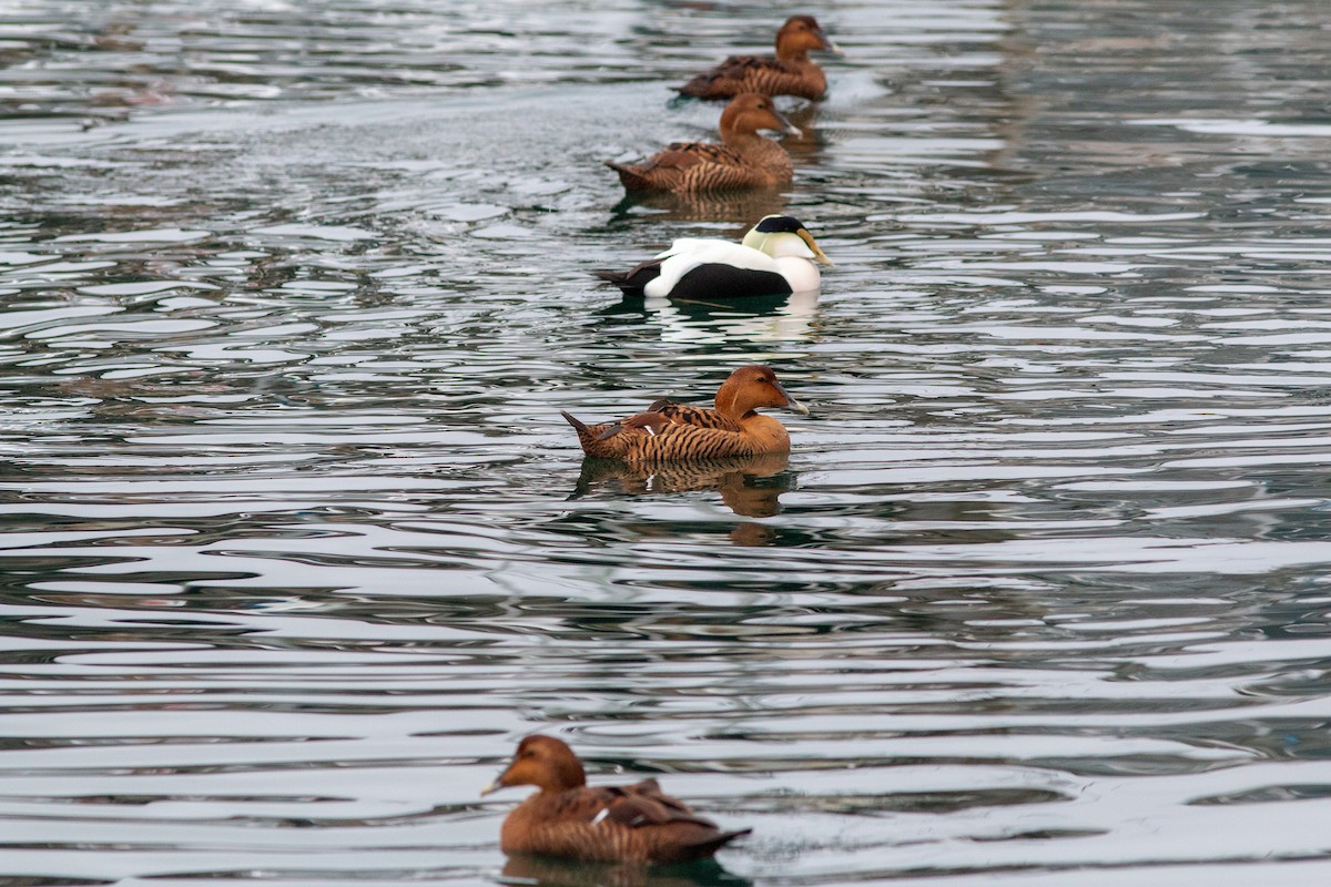 Eider arrunta (dresseri) - ML646307950