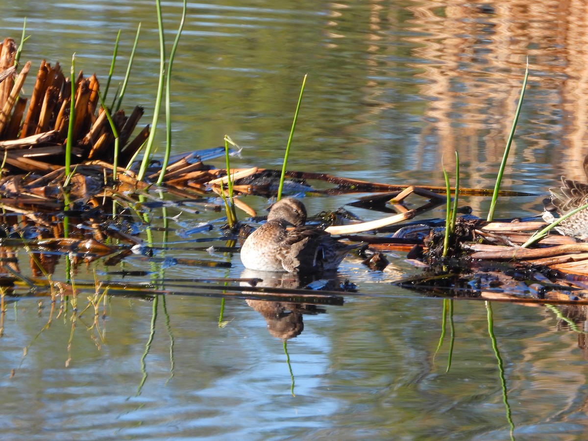 Zertzeta hegalurdina - ML646307956