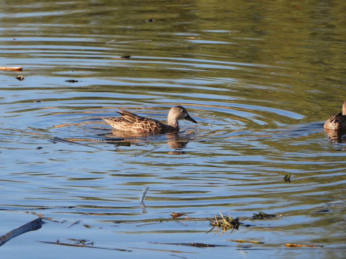 Zertzeta hegalurdina - ML646307957