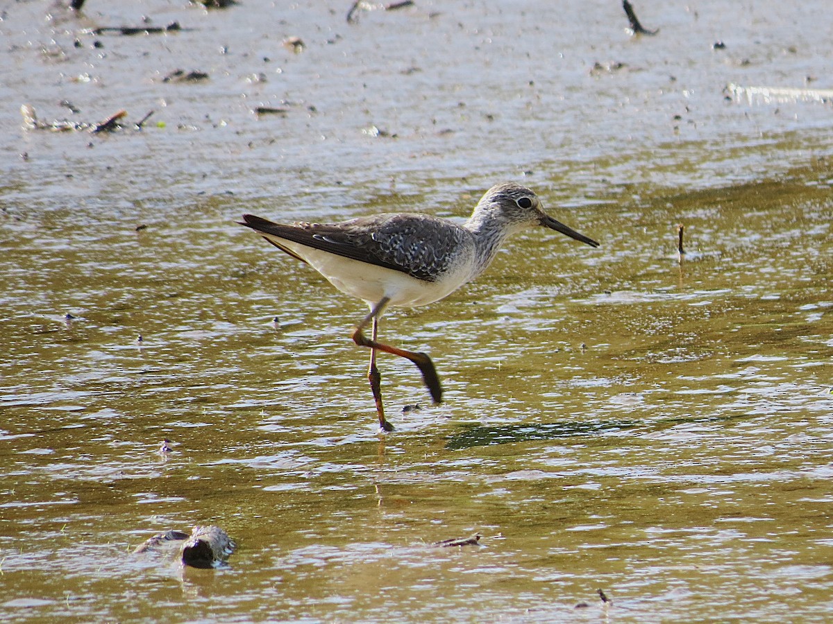 Lesser Yellowlegs - ML646307958