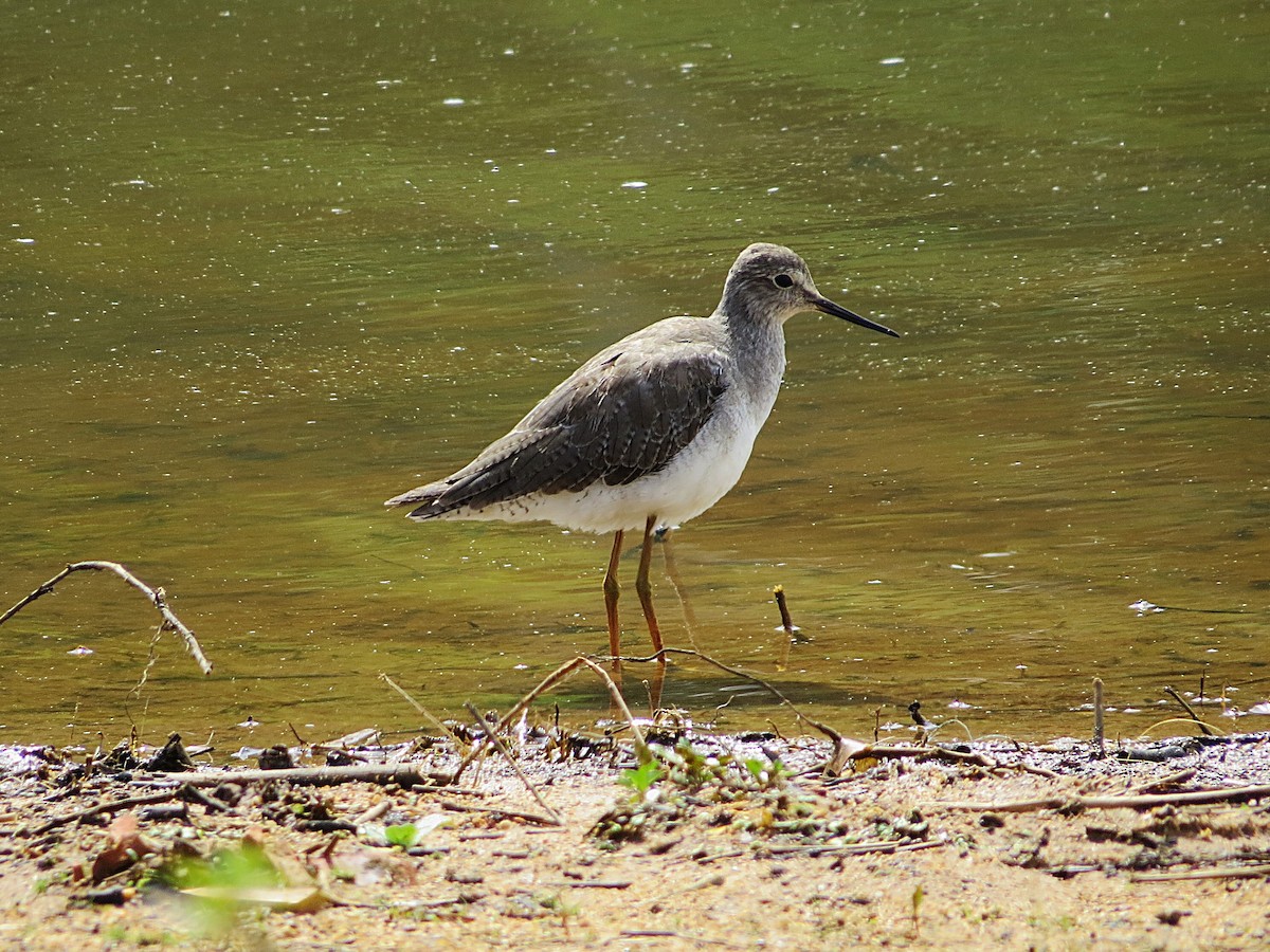 Lesser Yellowlegs - ML646307959