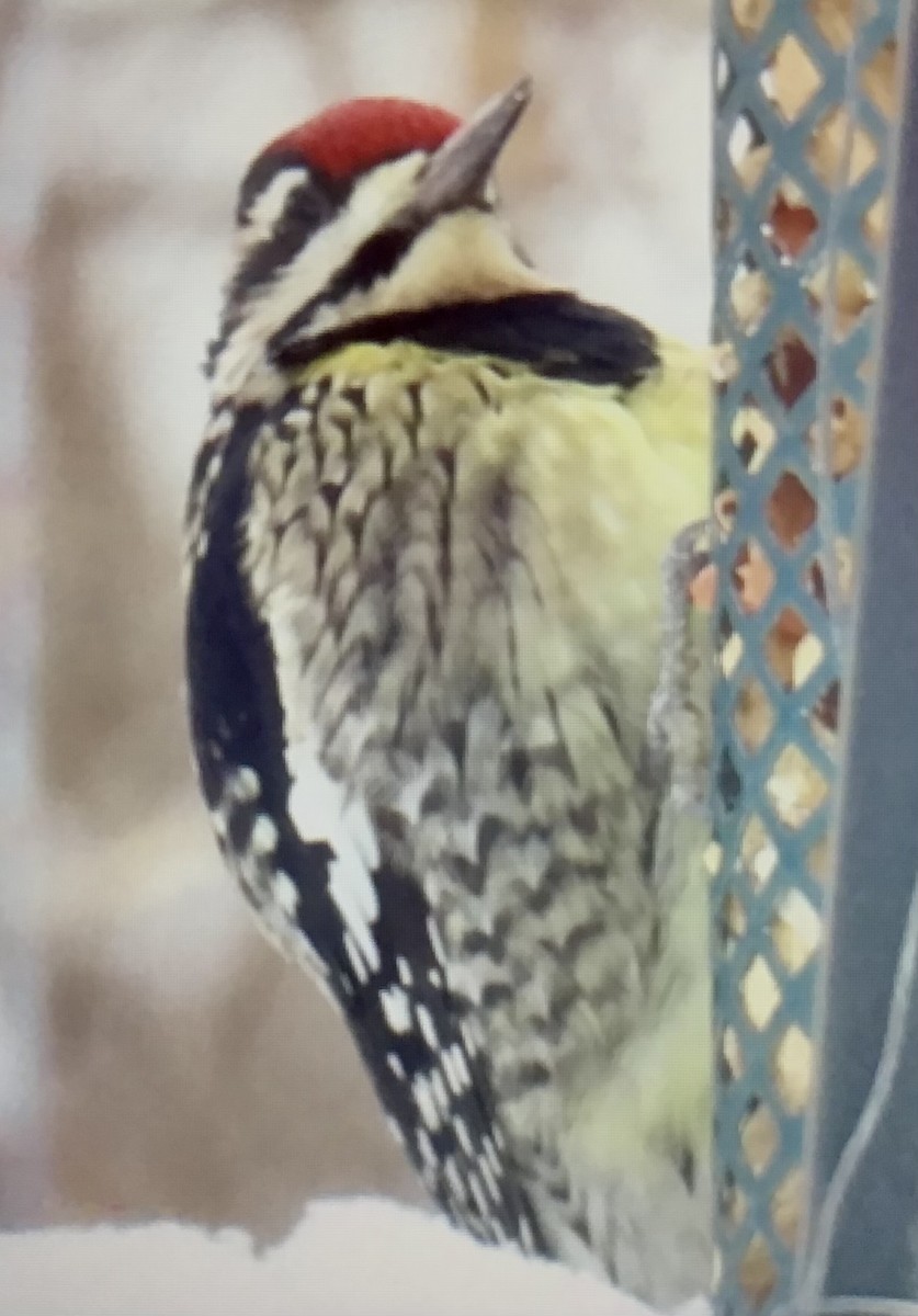 シルスイキツツキ - ML646307960