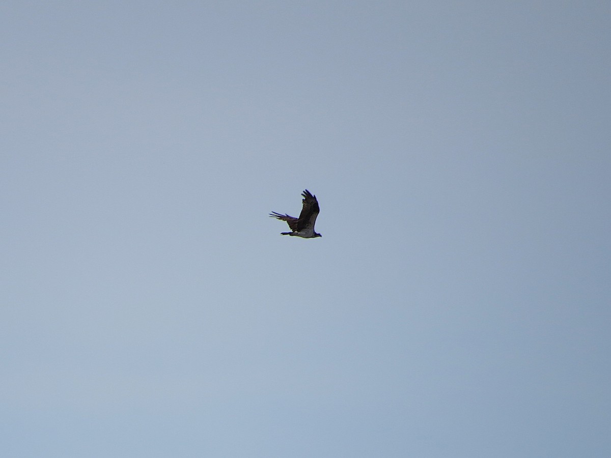 Osprey - ML646307966