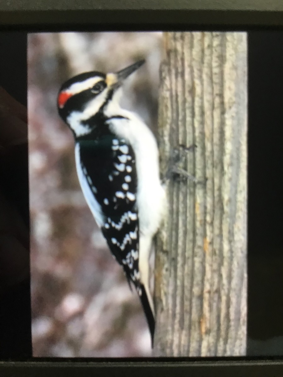 セジロアカゲラ - ML646307968