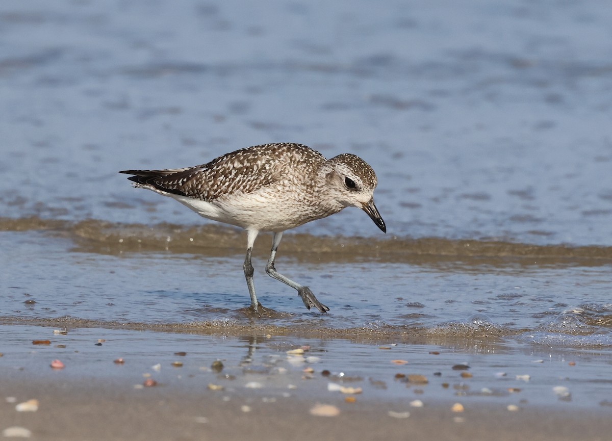 Chorlito Gris - ML646307969