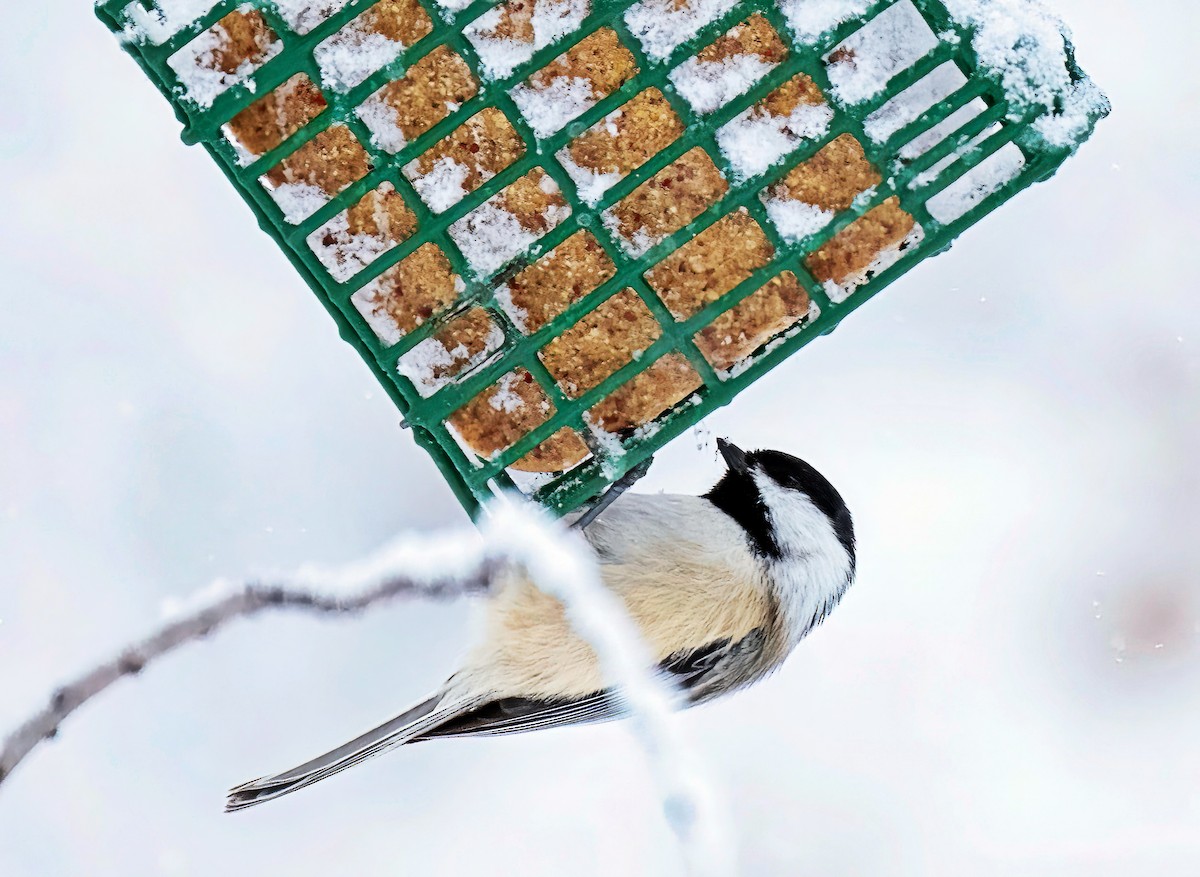 Black-capped Chickadee - ML646307970