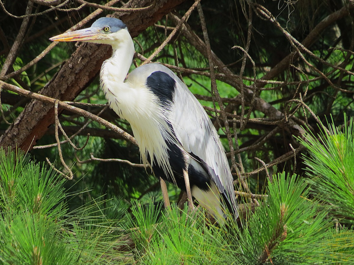 Cocoi Heron - ML646307971