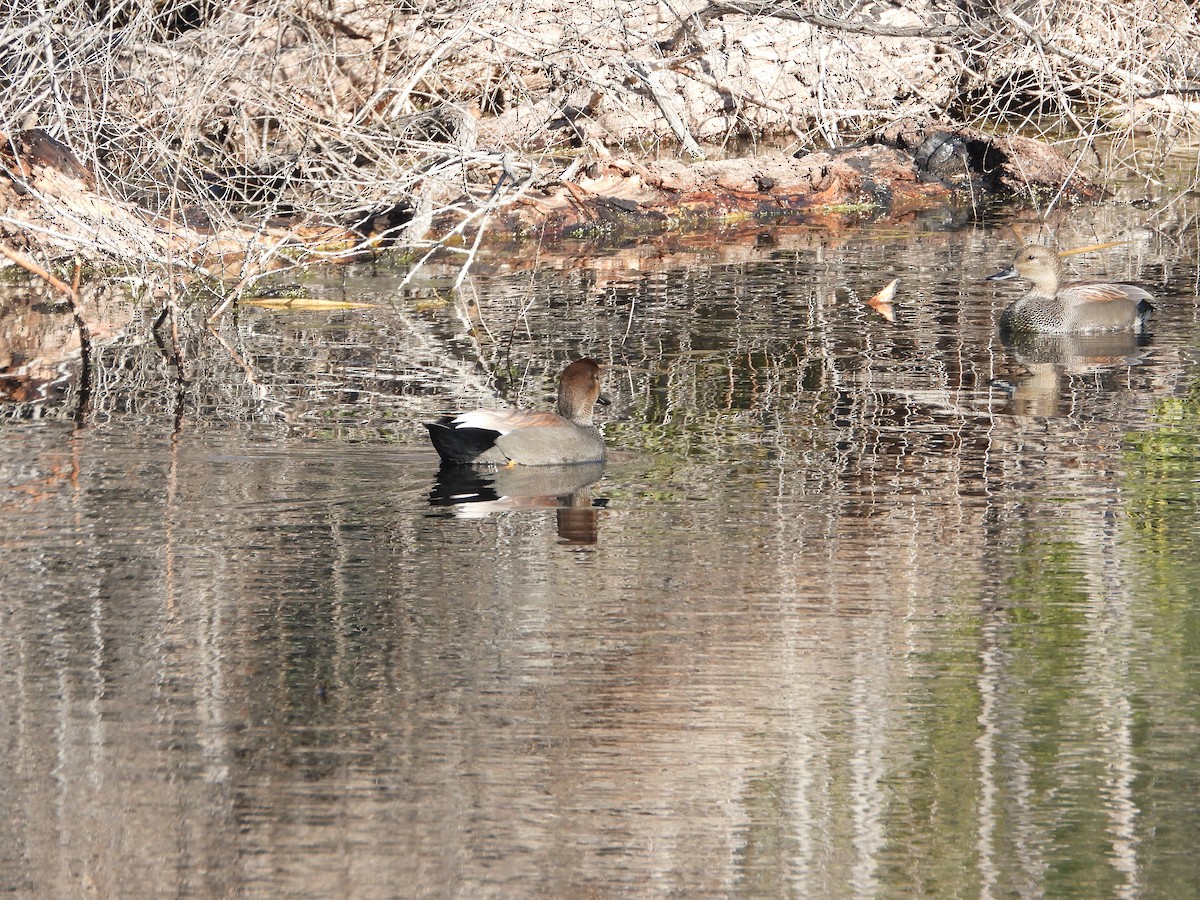 Ipar-ahatea - ML646307973